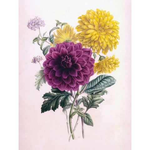 Chrysanthemum Gold Ornate Wood Framed Art Print with Double Matting by Andrews, James