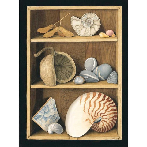 Shells on Shelves Black Modern Wood Framed Art Print with Double Matting by Baron, Jenny