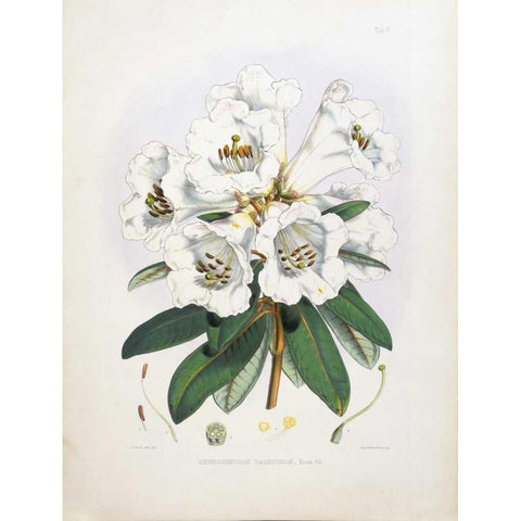 Rhododendron Dalhousiae Gold Ornate Wood Framed Art Print with Double Matting by Hooker, Joseph Dalton