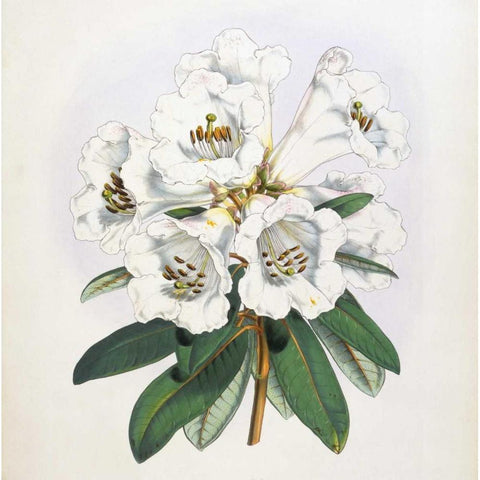 Rhododendron Dalhousiae Flower Gold Ornate Wood Framed Art Print with Double Matting by Hooker, Joseph Dalton