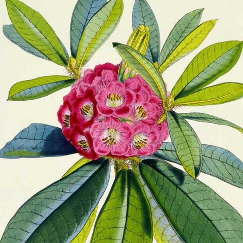 Rhododendron Barbatum Flower Gold Ornate Wood Framed Art Print with Double Matting by Hooker, Joseph Dalton