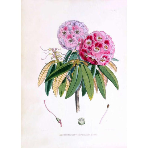 Rhododendron Campbelliae Gold Ornate Wood Framed Art Print with Double Matting by Hooker, Joseph Dalton