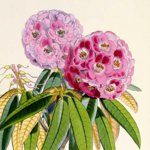 Rhododendron Campbelliae Flower Gold Ornate Wood Framed Art Print with Double Matting by Hooker, Joseph Dalton