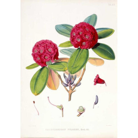 Rhododendron Fulgens Gold Ornate Wood Framed Art Print with Double Matting by Hooker, Joseph