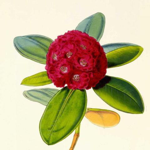 Rhododendron Fulgens Flower Gold Ornate Wood Framed Art Print with Double Matting by Hooker, Joseph Dalton