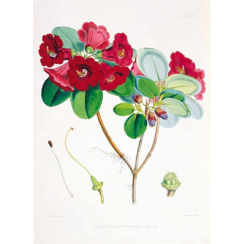 Rhododendron Thomsoni Gold Ornate Wood Framed Art Print with Double Matting by Hooker, Joseph