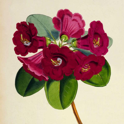 Rhododendron Thomsoni Flower Gold Ornate Wood Framed Art Print with Double Matting by Hooker, Joseph Dalton