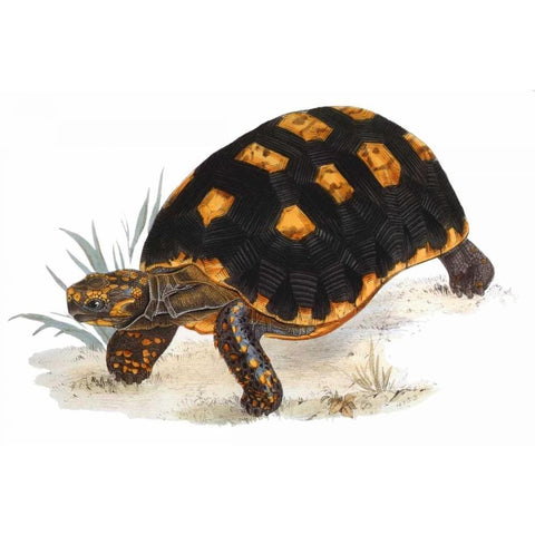 Tortoise, Carbonaria Gold Ornate Wood Framed Art Print with Double Matting by Sowerby, James