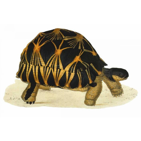 Tortoise, Radiata Gold Ornate Wood Framed Art Print with Double Matting by Sowerby, James