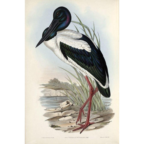 Australian Stork Gold Ornate Wood Framed Art Print with Double Matting by Gould, John
