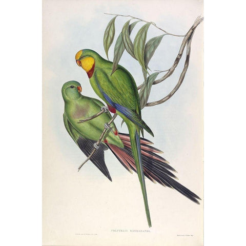 Barrabands Parakeet Gold Ornate Wood Framed Art Print with Double Matting by Gould, John