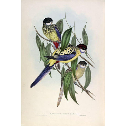 Browns Parakeet Gold Ornate Wood Framed Art Print with Double Matting by Gould, John