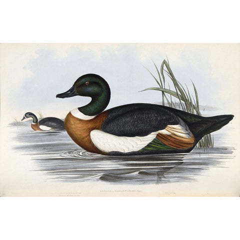 Chestnut Coloured Shieldrake Gold Ornate Wood Framed Art Print with Double Matting by Gould, John