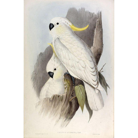 Crested Cockatoo Gold Ornate Wood Framed Art Print with Double Matting by Gould, John