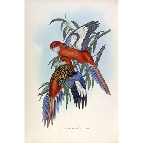 Fiery Parakeet Gold Ornate Wood Framed Art Print with Double Matting by Gould, John