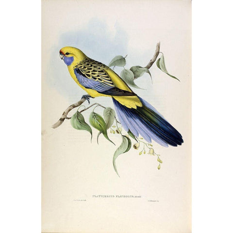 Yellow Rumped Parakeet Gold Ornate Wood Framed Art Print with Double Matting by Gould, John