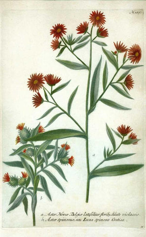 Aster, Plate 189 Black Ornate Wood Framed Art Print with Double Matting by Weinmann, Johann W.