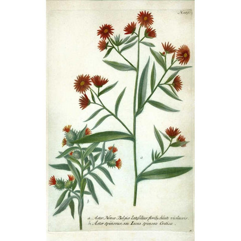 Aster, Plate 189 White Modern Wood Framed Art Print by Weinmann, Johann W.