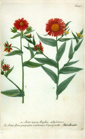Aster, Plate 190 White Modern Wood Framed Art Print with Double Matting by Weinmann, Johann W.