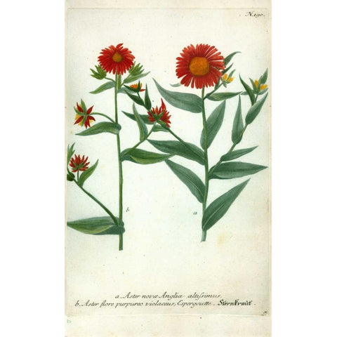 Aster, Plate 190 Black Modern Wood Framed Art Print with Double Matting by Weinmann, Johann W.