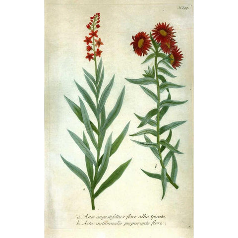 Aster, Plate 195 Black Modern Wood Framed Art Print with Double Matting by Weinmann, Johann W.