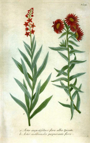 Aster, Plate 195 Black Ornate Wood Framed Art Print with Double Matting by Weinmann, Johann W.