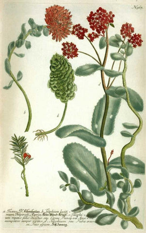 Sedum, Plate 967 Black Ornate Wood Framed Art Print with Double Matting by Weinmann, Johann W.