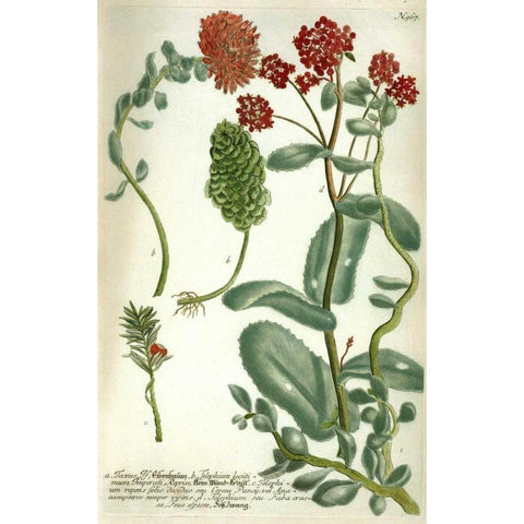 Sedum, Plate 967 White Modern Wood Framed Art Print by Weinmann, Johann W.