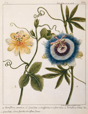 Passiflora Caerulea Black Ornate Wood Framed Art Print with Double Matting by Chazelles, Laurent