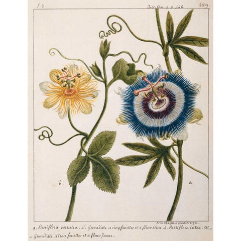 Passiflora Caerulea Gold Ornate Wood Framed Art Print with Double Matting by Chazelles, Laurent