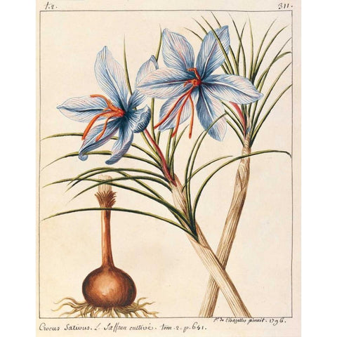Crocus Sativius White Modern Wood Framed Art Print by De Chazelles, Laurent
