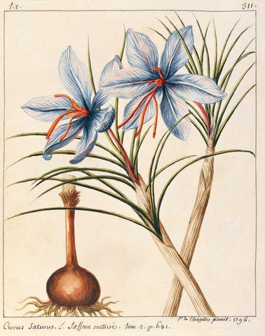 Crocus Sativius Black Ornate Wood Framed Art Print with Double Matting by De Chazelles, Laurent