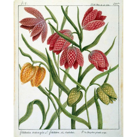 Fritillaria Meleagris Gold Ornate Wood Framed Art Print with Double Matting by De Chazelles, Laurent