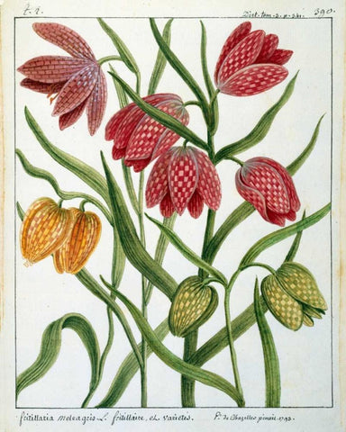 Fritillaria Meleagris White Modern Wood Framed Art Print with Double Matting by De Chazelles, Laurent