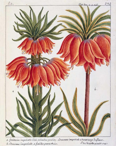 Fritillaria Imperialis Black Ornate Wood Framed Art Print with Double Matting by De Chazelles, Laurent