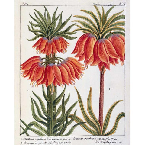 Fritillaria Imperialis Black Modern Wood Framed Art Print with Double Matting by De Chazelles, Laurent