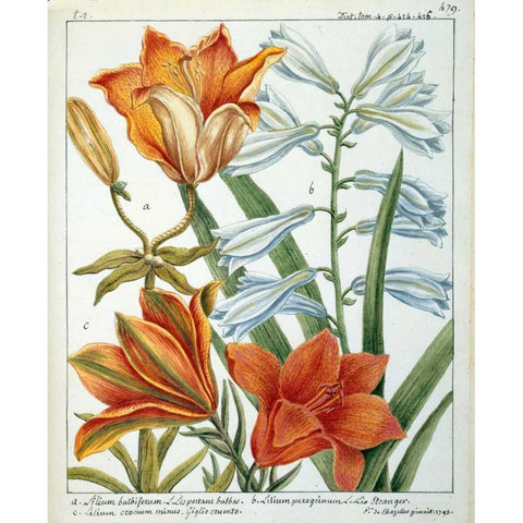 Lilium Bulbiferum White Modern Wood Framed Art Print by De Chazelles, Laurent