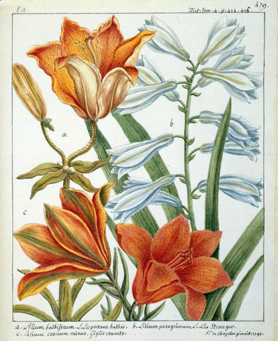 Lilium Bulbiferum White Modern Wood Framed Art Print with Double Matting by De Chazelles, Laurent