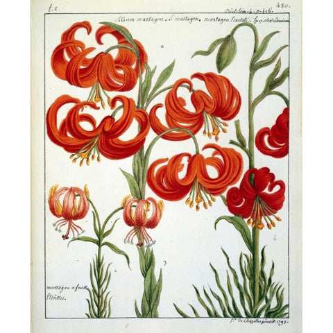 Lilium Martagon Black Modern Wood Framed Art Print with Double Matting by De Chazelles, Laurent
