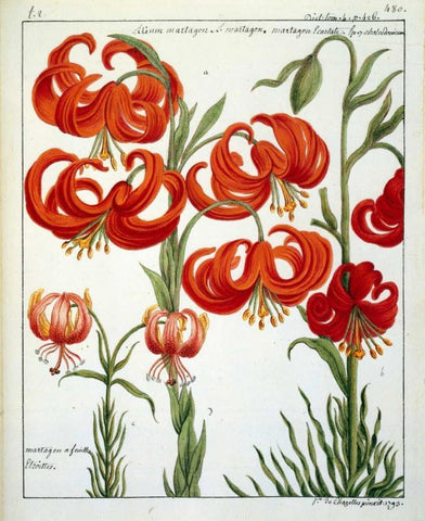 Lilium Martagon Black Ornate Wood Framed Art Print with Double Matting by De Chazelles, Laurent