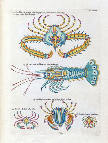 Crabbe- Scorpion Black Ornate Wood Framed Art Print with Double Matting by Renard, Louis