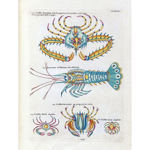 Crabbe- Scorpion White Modern Wood Framed Art Print by Renard, Louis
