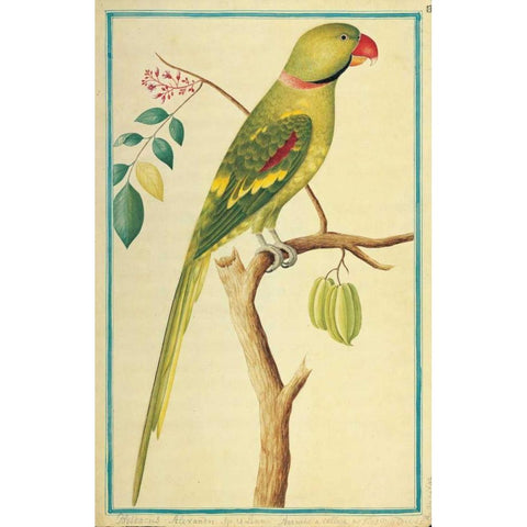Alexandrine Parakeet, Right facing Gold Ornate Wood Framed Art Print with Double Matting by De Bevere, Pieter