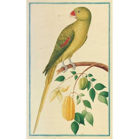Alexandrine Parakeet. Left facing Gold Ornate Wood Framed Art Print with Double Matting by De Bevere, Pieter