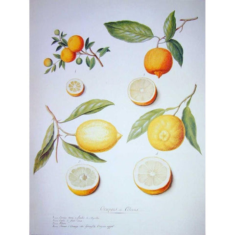 Citrons, Oranges and Lemons Gold Ornate Wood Framed Art Print with Double Matting by Ledoulx, Pierre