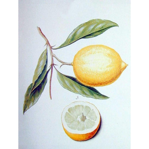 Citron Gold Ornate Wood Framed Art Print with Double Matting by Ledoulx, Pierre