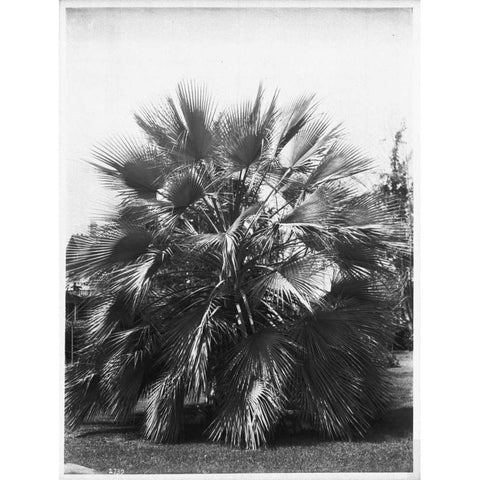 Blue Palm Tree, c1910 White Modern Wood Framed Art Print by Anonymous