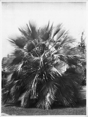 Blue Palm Tree, c1910 Black Ornate Wood Framed Art Print with Double Matting by Anonymous