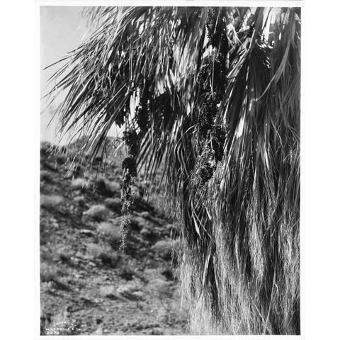 Fan Palm, Fruit, c 1910 White Modern Wood Framed Art Print by Anonymous