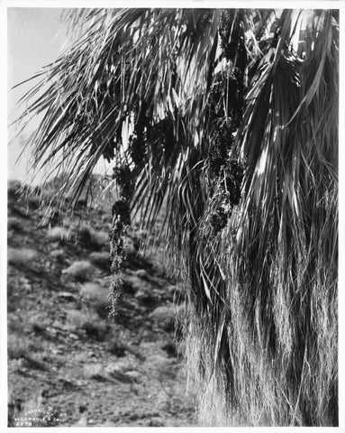 Fan Palm, Fruit, c 1910 Black Ornate Wood Framed Art Print with Double Matting by Anonymous